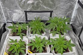 Understanding the Legal Landscape of Weed Seeds Ohio Understanding the Legal Landscape of Weed Seeds Ohio