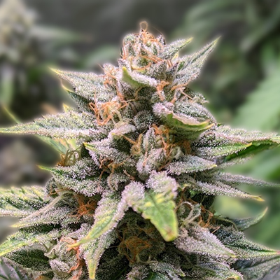 Understanding the Legal Landscape of Weed Seeds Ohio Understanding the Legal Landscape of Weed Seeds Ohio
